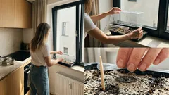 Tomatenanzucht: die ersten 14 Tage, die über kräftige Jungpflanzen entscheiden